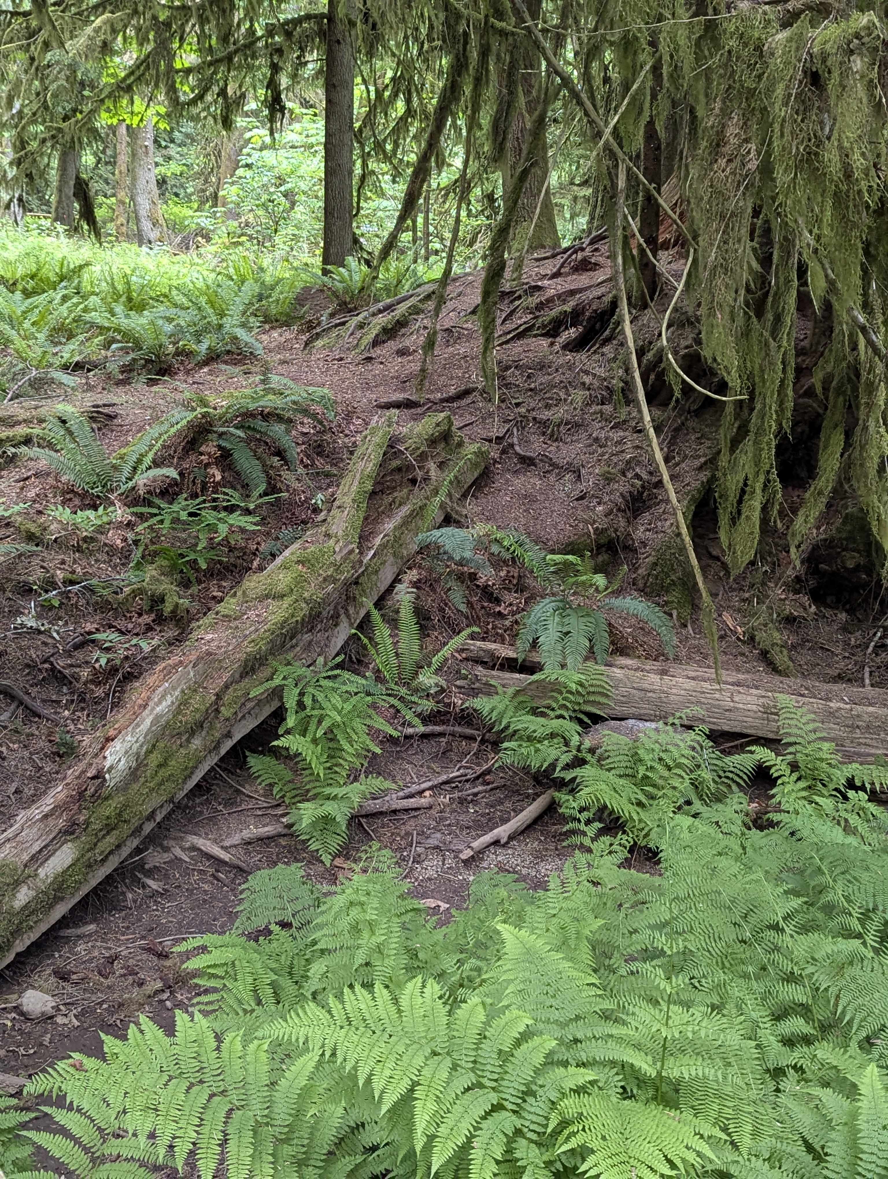 Birthday Trip to Canada, Cathedral Grove, Vancouver Island